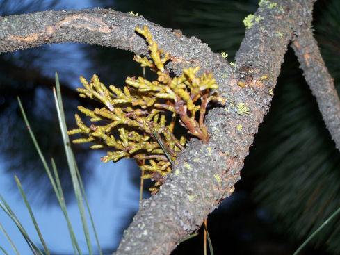 dwarf mistletoe