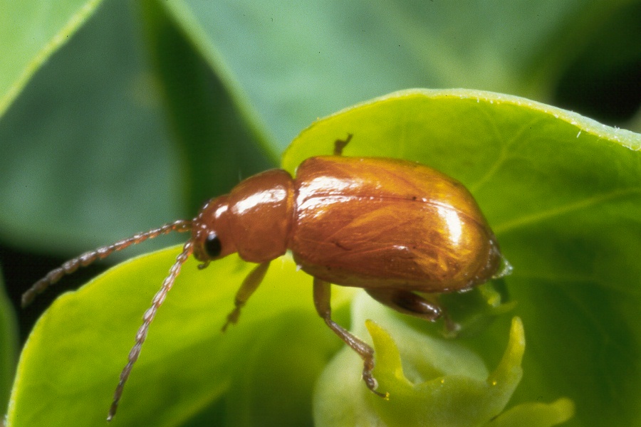 leafy spurge flea beetle adult
