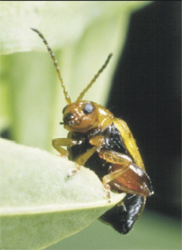 Aphthona nigriscutis