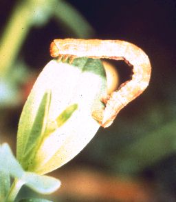 Aplocera larva from slide show: Biological Control of Weeds: by Reeves Petrof
