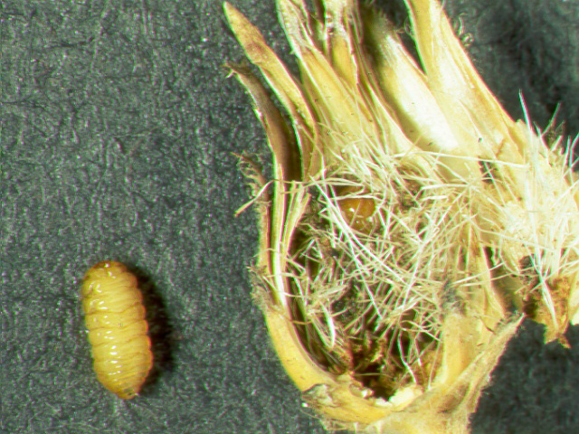 Chaetorellia acrolophi