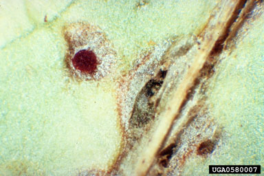 Puccinia chondrillina