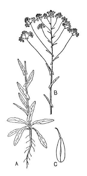 Dyerwoad