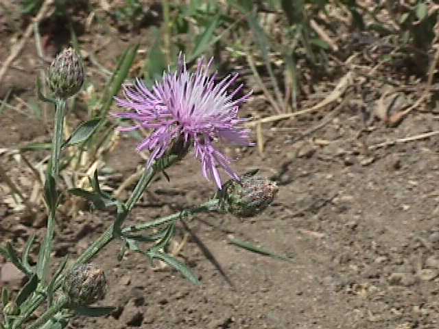 spotted knapweed flower and buds