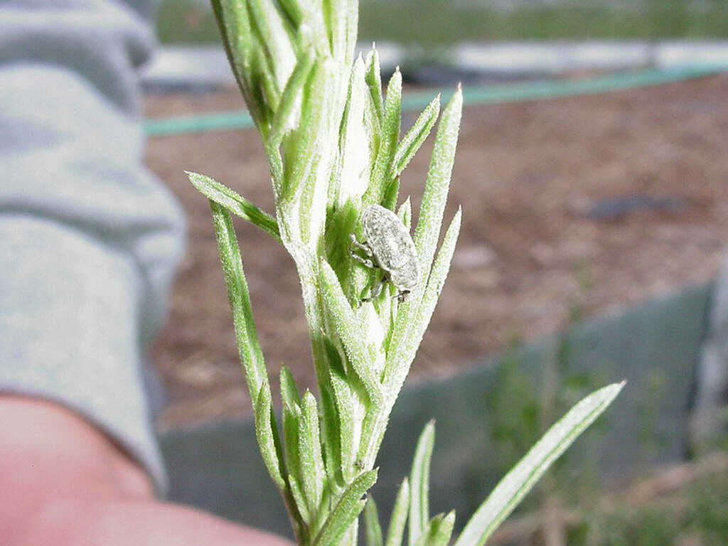 knapweed seed head weevil