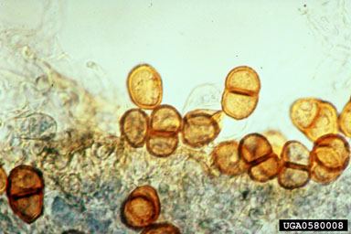 Puccinia chondrillina