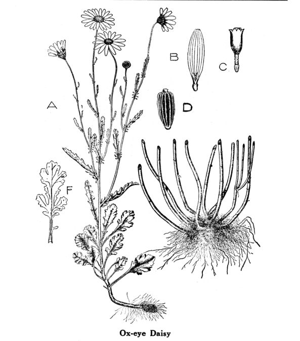Oxeye Daisy Drawing