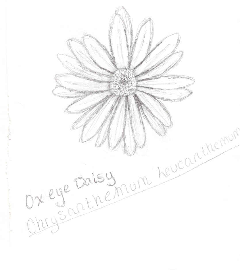 oxeye_daisy