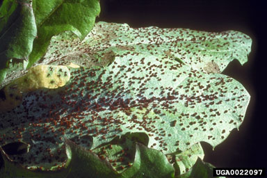 Puccinia chondrillina