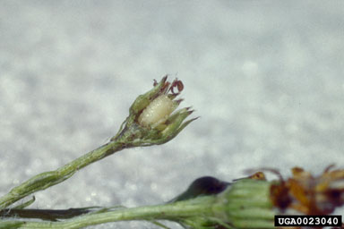 ragwort seed fly, Botanophila seneciella  (Diptera: Anthomyiidae)