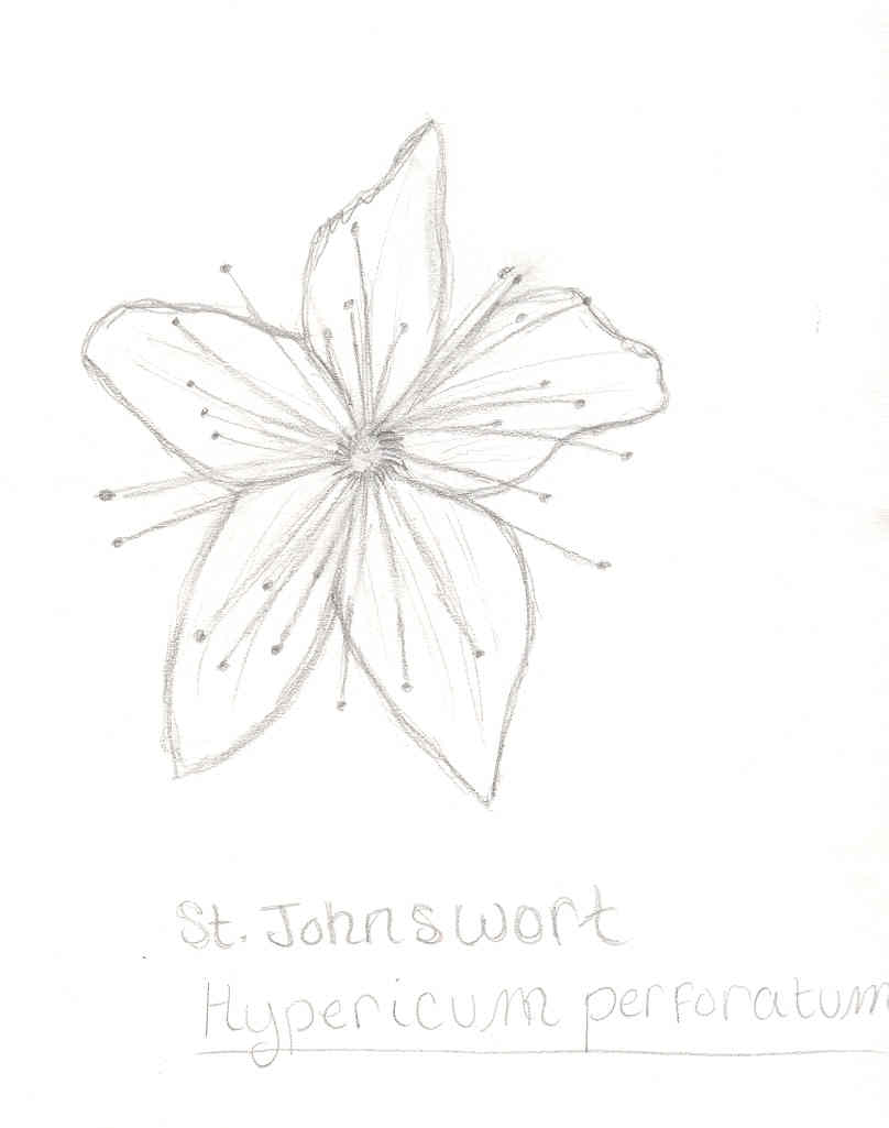 st_johnswort