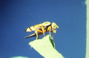 Urophora affinis fly