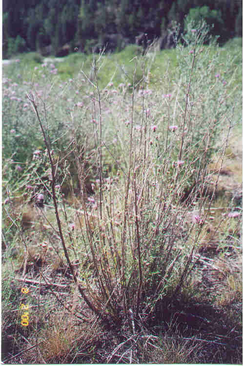 dying spotted knapweed plant