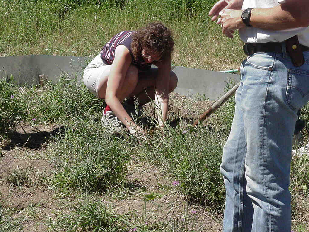 transplanting knapweed