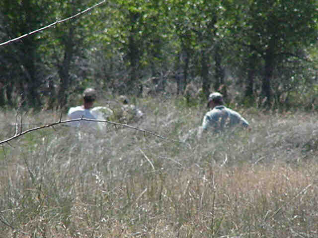 Collecting flea beetles and Oberea