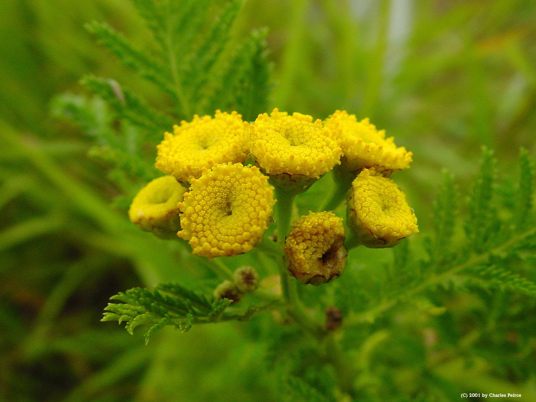 Common Tansy