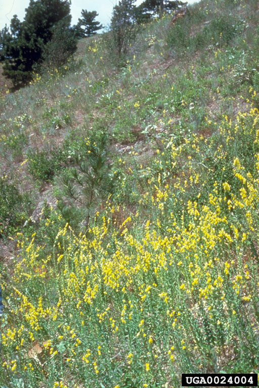 Dalmation toadflax