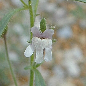 picture of a dwarf snapdragon plant