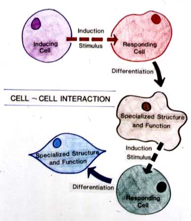 embryonic induction