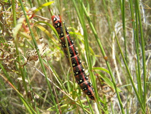 large moth larvae