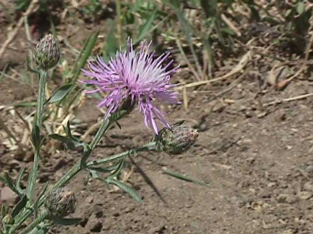 Spotted Knapweed Flower and Buds