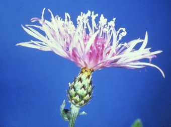 spotted knapweed flower