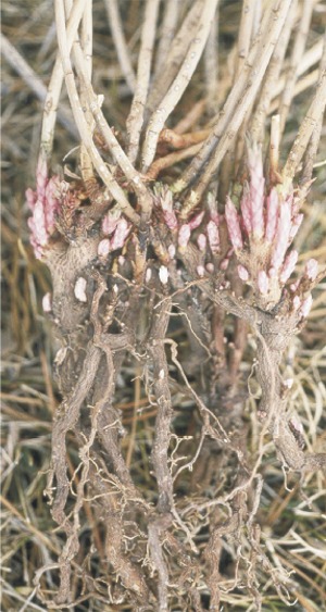 Leafy Spurge