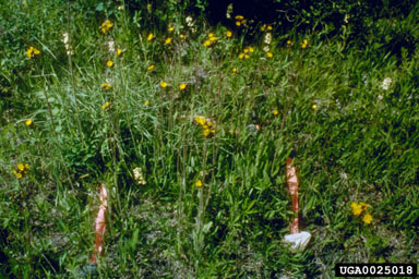 meadow hawkweed