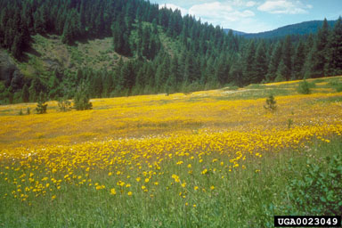 meadow hawkweed