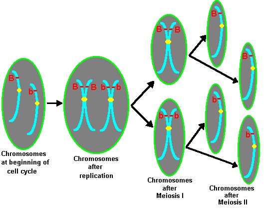 chromosomes in cell. (1) Cells divide twice meiosis