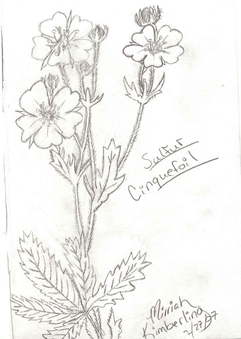 sulfer cinquefoil line drawing