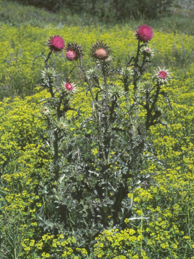 musk thistle plant surrounded by leafy spurge