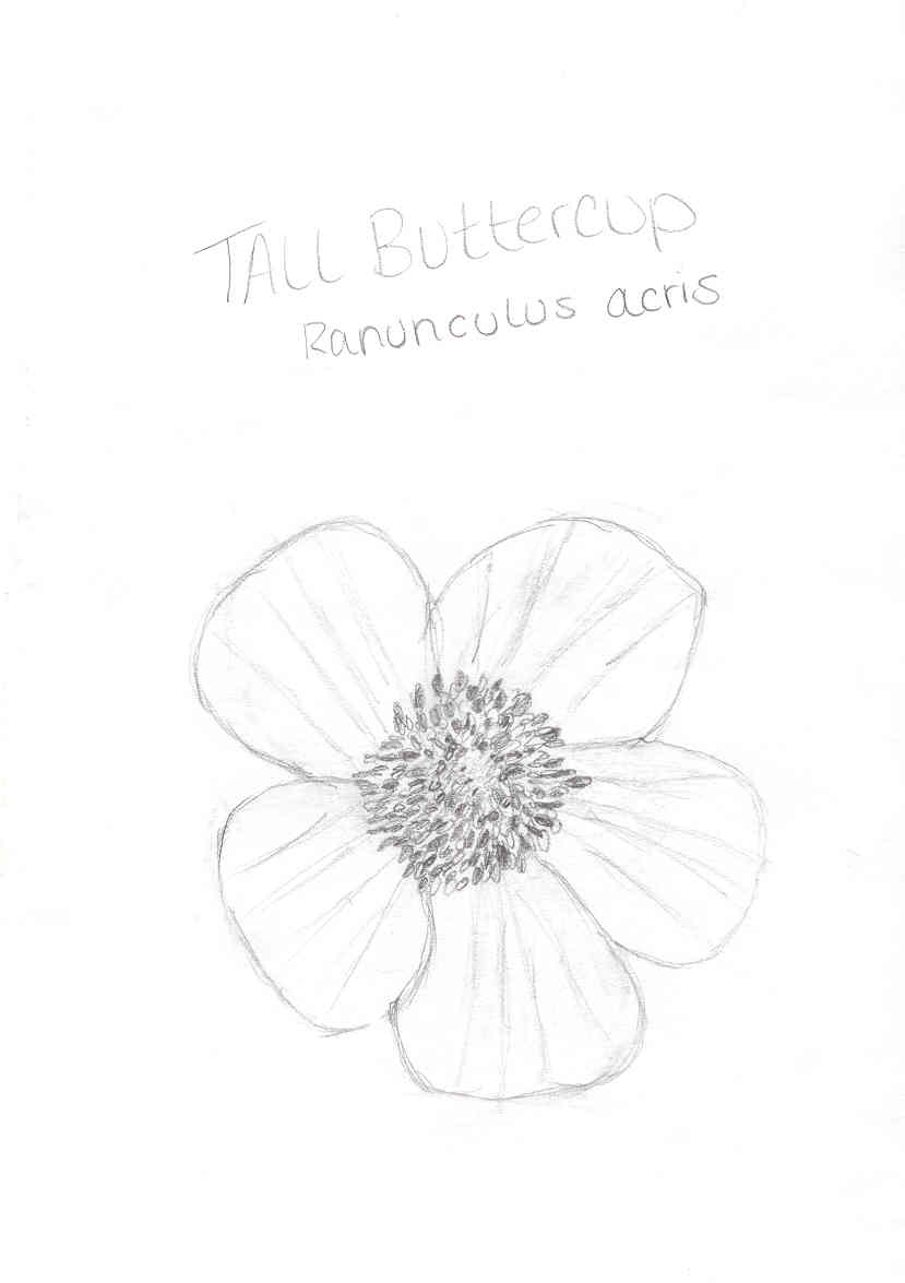 tall_buttercup