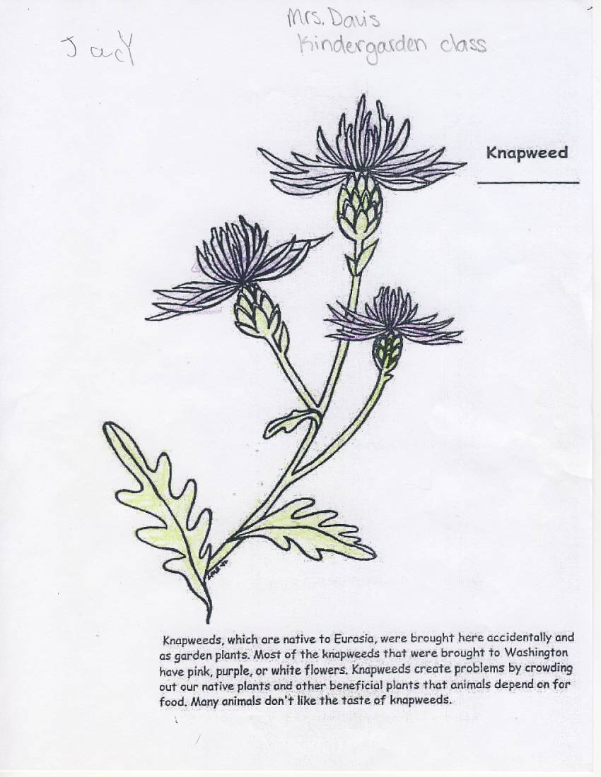 knapweed