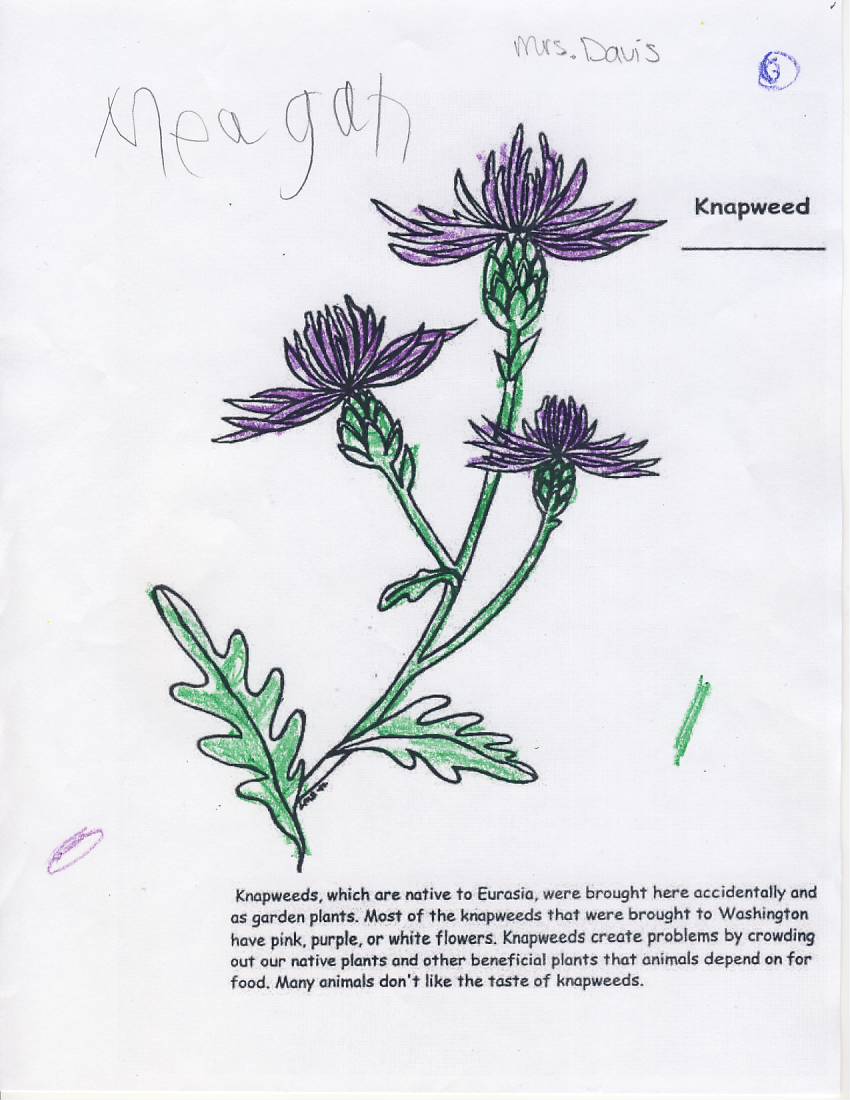 knapweed 2