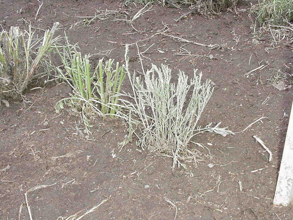 transplanted knapweed plants