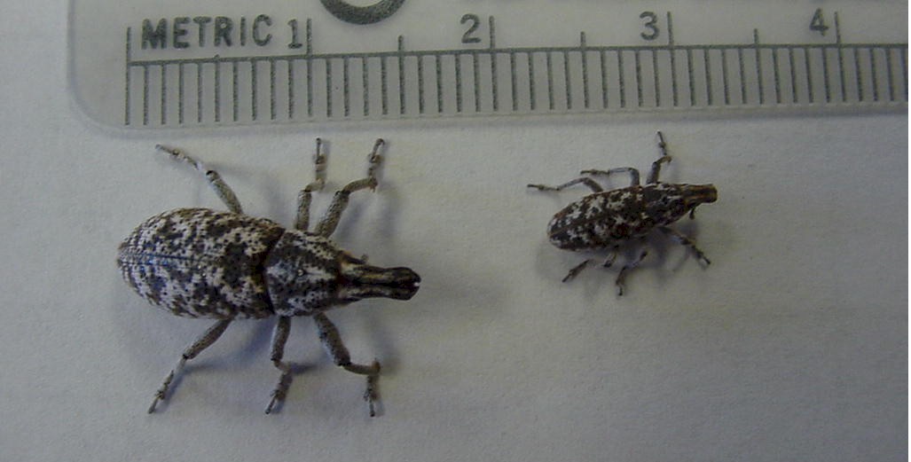 large and small weevil