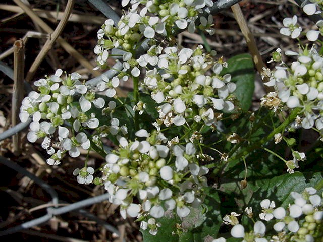 whitetop flowers