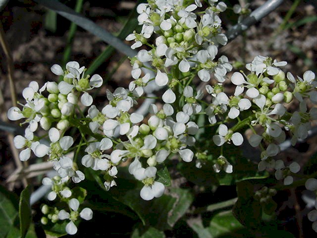 whitetop flowers