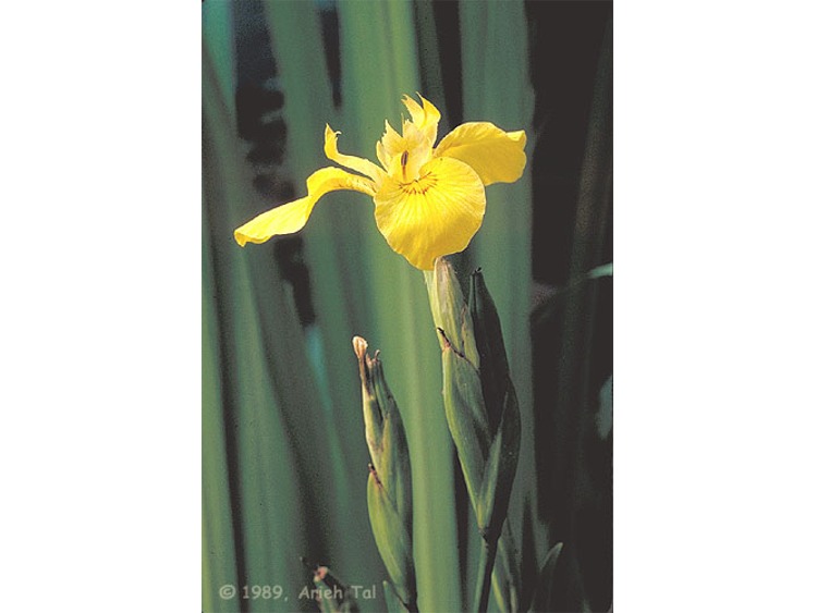 Yellow Iris Plant
